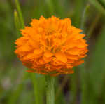 Orange milkwort